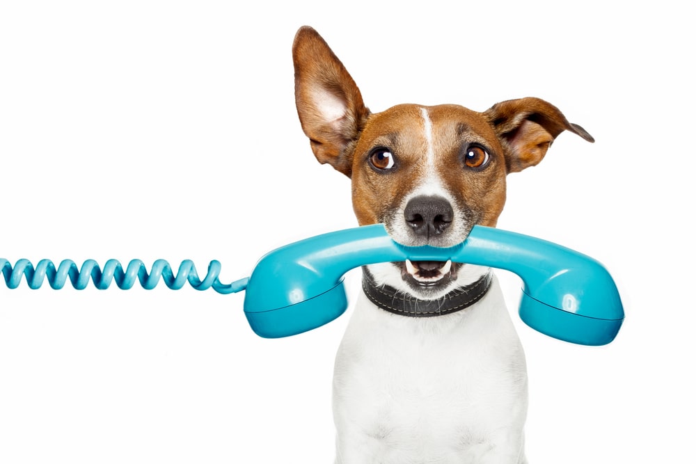 this is a photo of a dog holding a telephone in it's mouth. it just made an appointment with our veterinarian in richmond, tx.