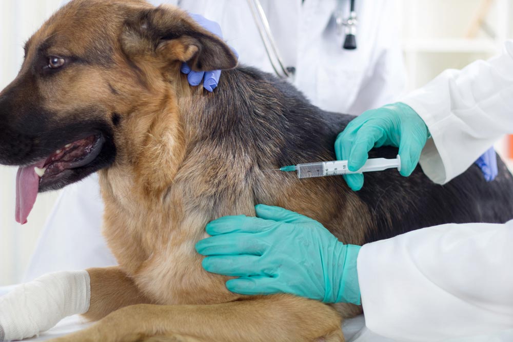 a dog getting anesthesia