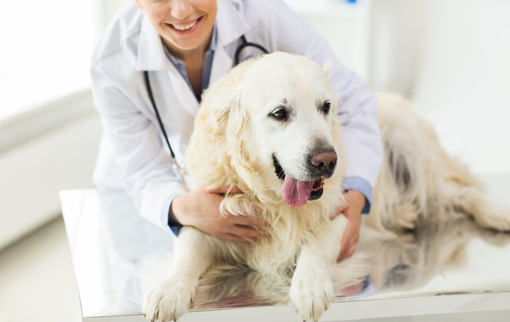 Veterinarian in Richmond, TX | Kindred Care Pet Hospital